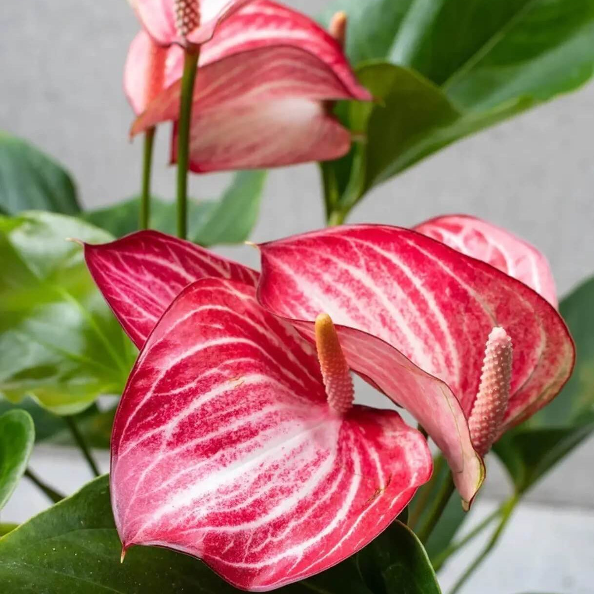Red Pink White anthurium Seeds