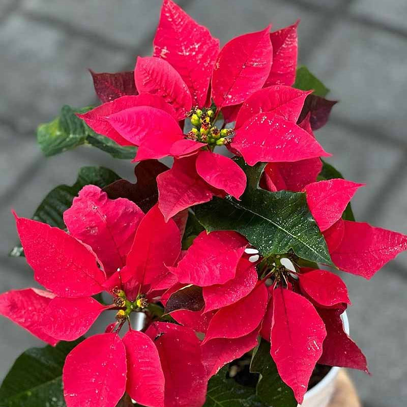 Red Poinsettia Seeds 