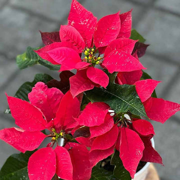 Red Poinsettia Seeds 