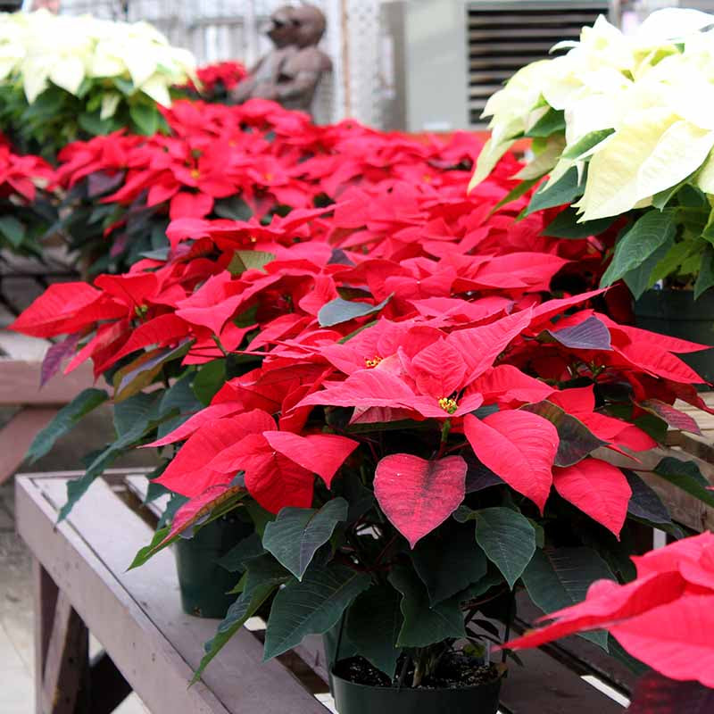 Red Poinsettia Seeds 