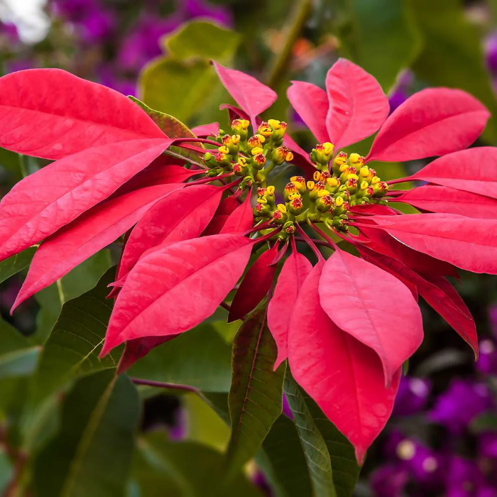 Red Poinsettia Seeds 