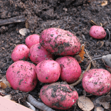 Red Potato Seeds 