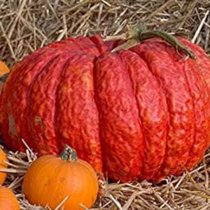 Red Pumpkin Seeds 