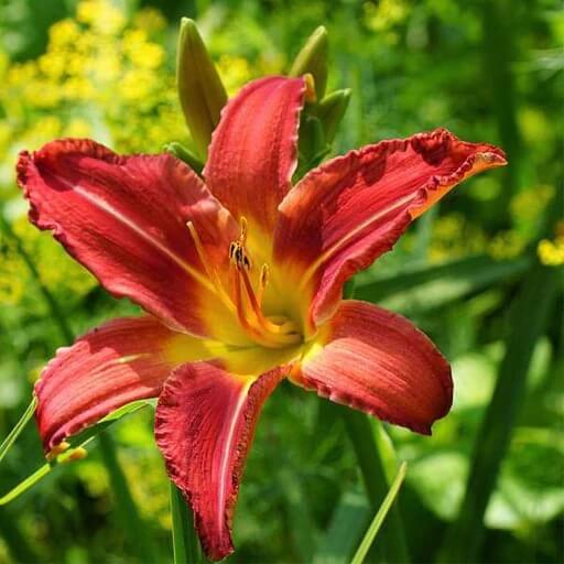 Red Purple Daylily Seeds - Flower Plant