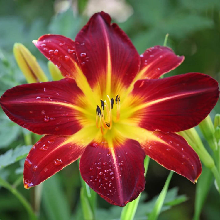 Red Purple Daylily Seeds - Flower Plant