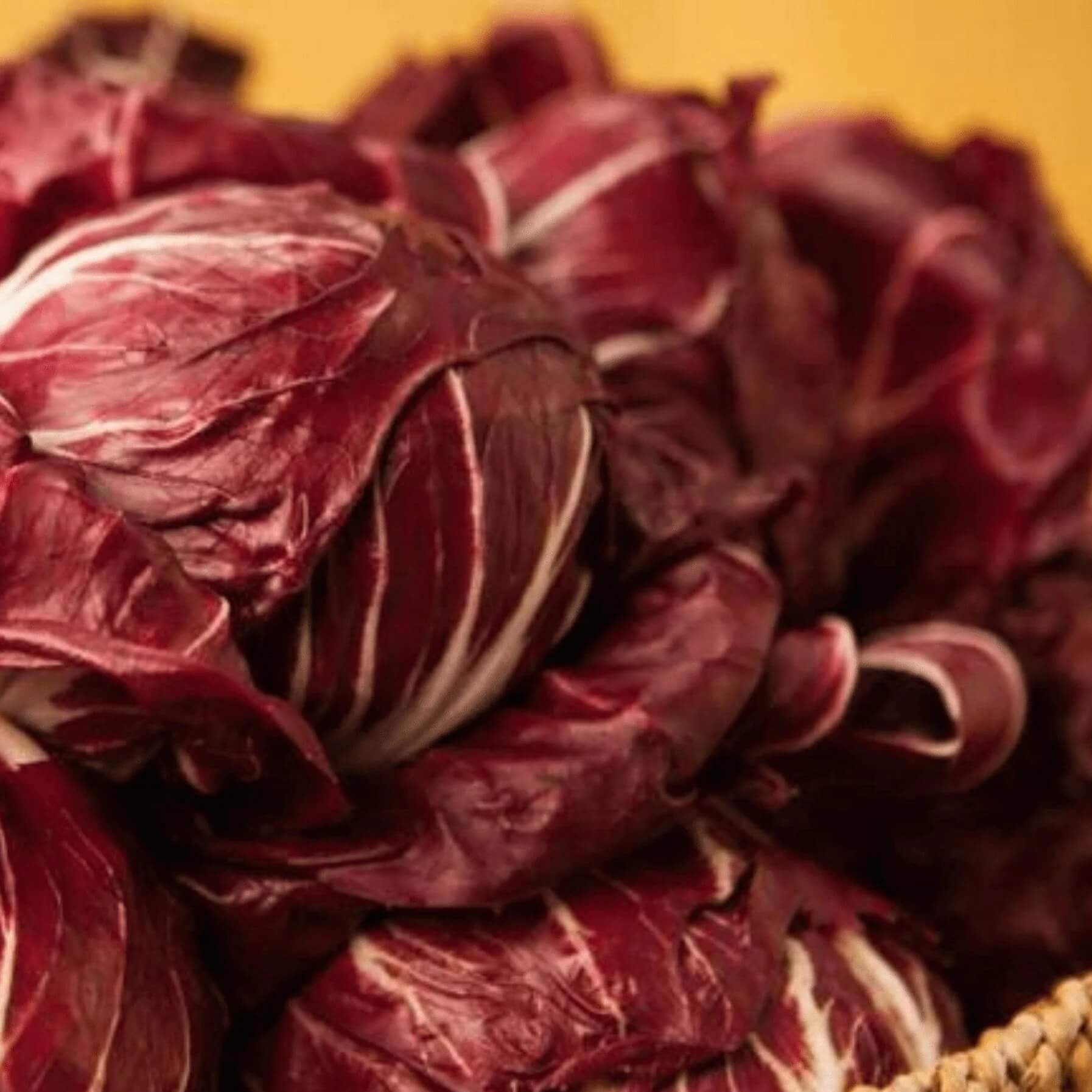 Red Radicchio Seeds 
