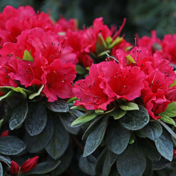 Red Rhododendron Azalea Seeds