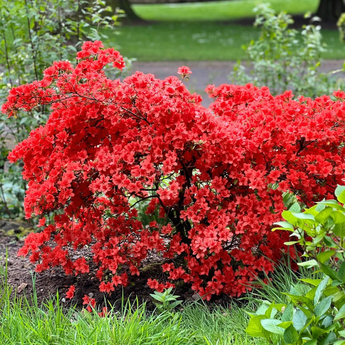 Red Rhododendron Azalea Seeds
