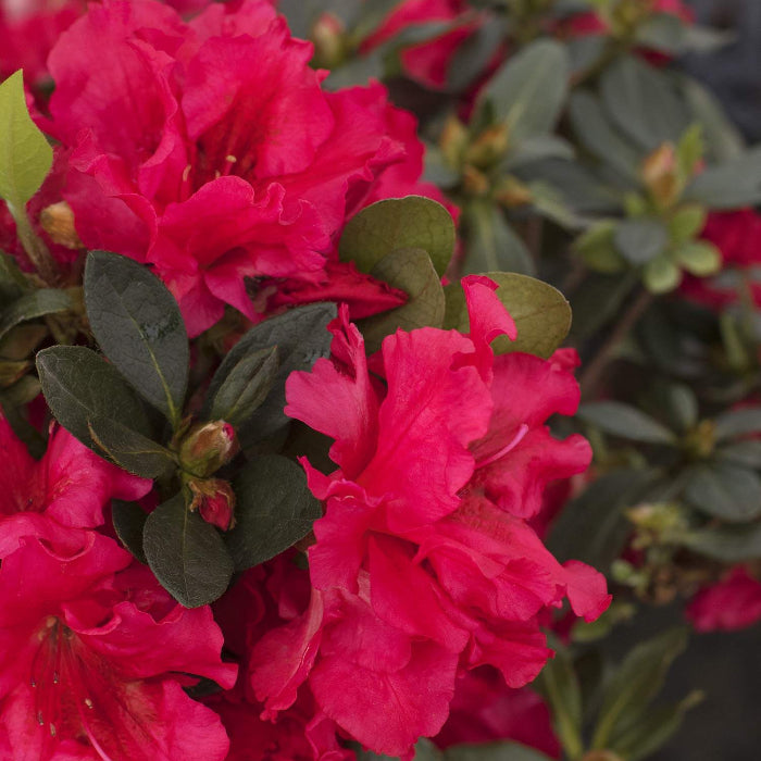 Red Rhododendron Azalea Seeds