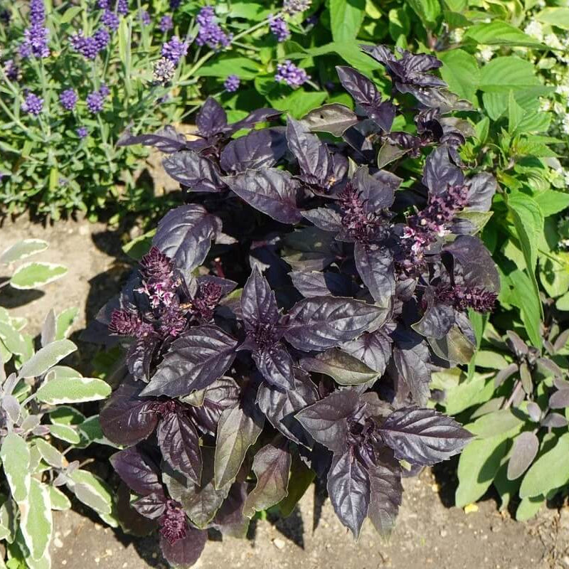 Red Rubin Basil Seeds – Deep Purple