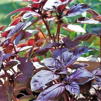 Red Rubin Basil Seeds – Deep Purple