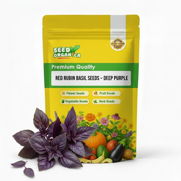 Red Rubin Basil Seeds – Deep Purple