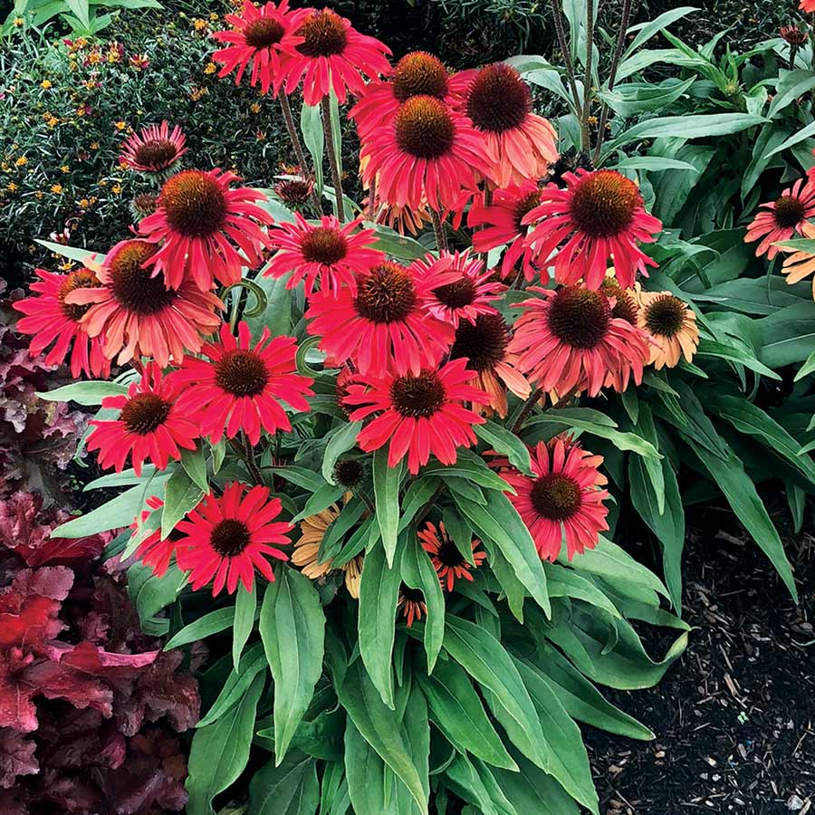 Red Ruby Echinacea Seeds 