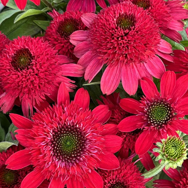 Red Ruby Echinacea Seeds 