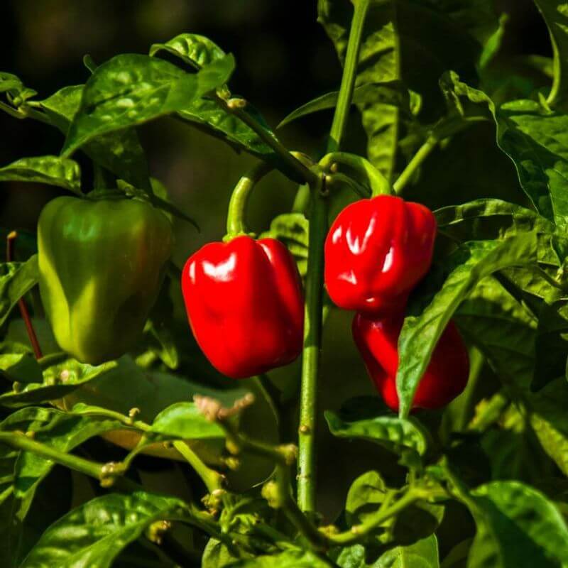 Red Scotch Bonnet Seeds