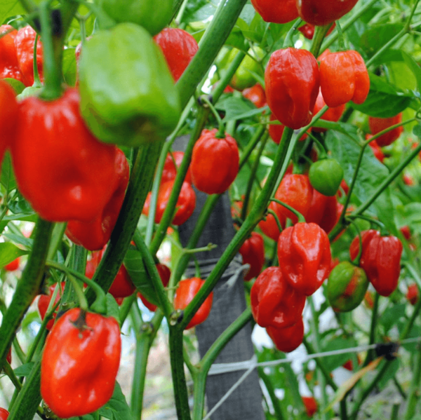 Red Scotch Bonnet Seeds