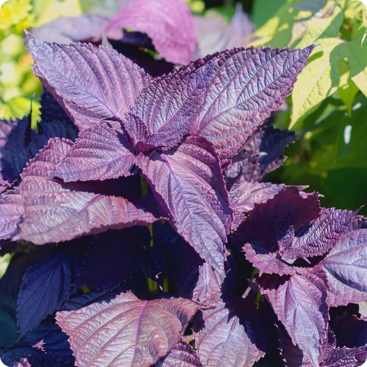 Red Shiso Seeds