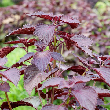 Red Shiso Seeds
