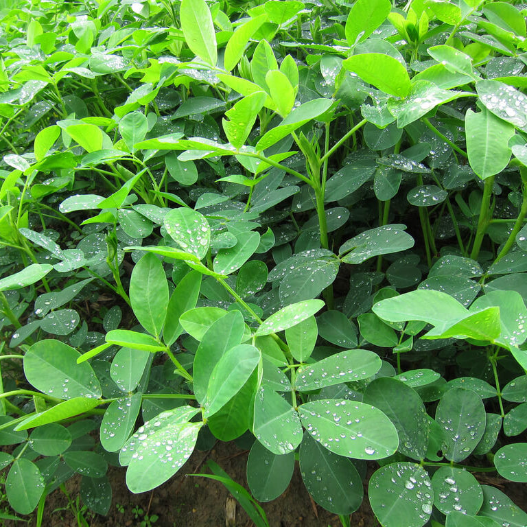 Red Skin Peanut Seeds