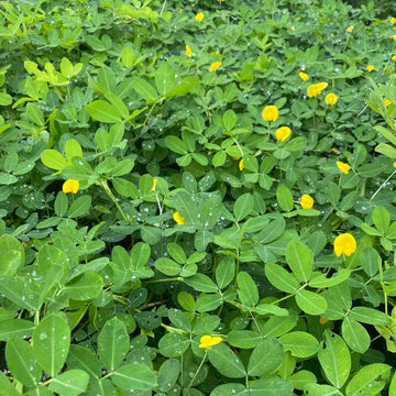 Red Skin Peanut Seeds