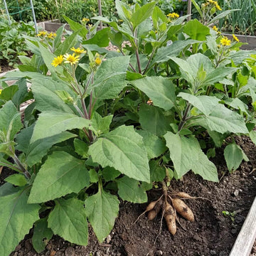 Red Skin Yacon Seeds - Vegetable Plant