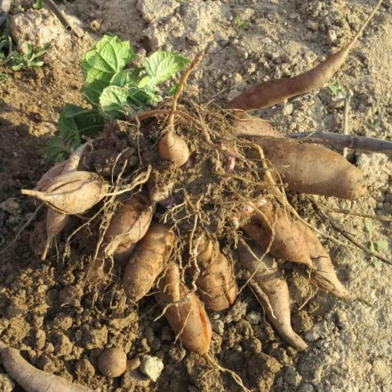 Red Skin Yacon Seeds - Vegetable Plant