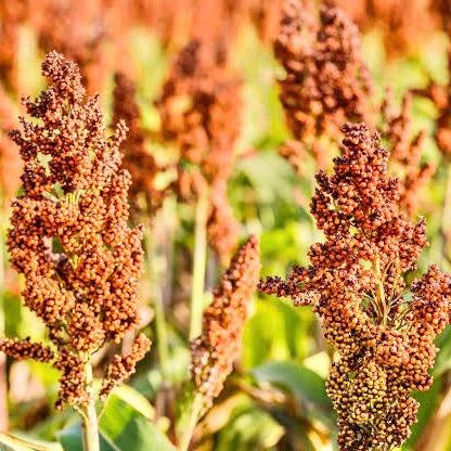 Red Sorghum Seeds