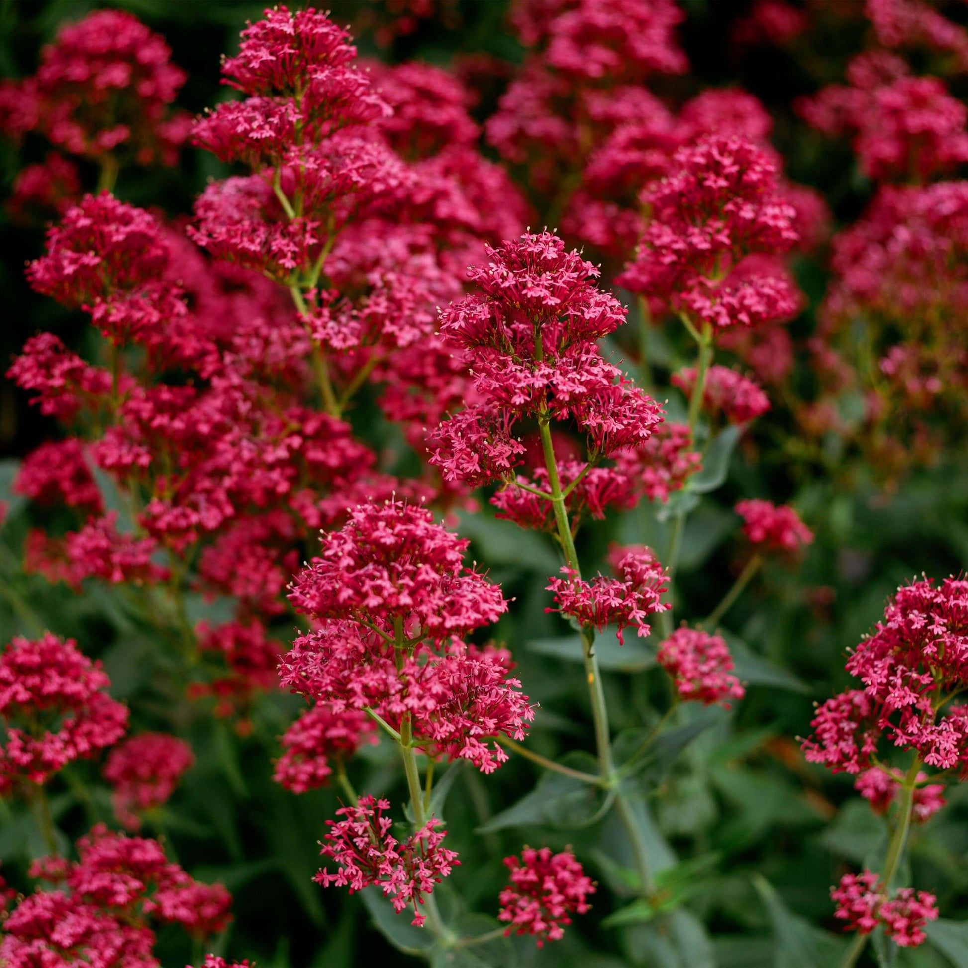 Red Spur Valerian Seeds - Flower Plant