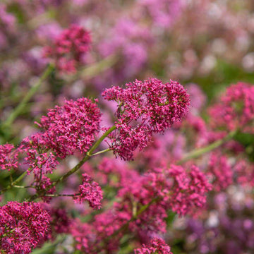 Red Spur Valerian Seeds - Flower Plant
