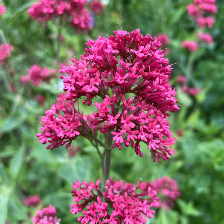 Red Spur Valerian Seeds - Flower Plant