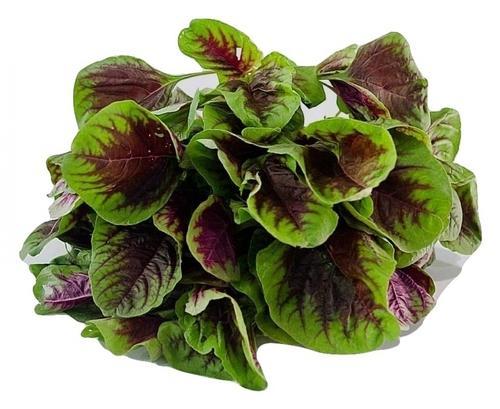 Red Stripe Leaf Amaranth Seeds