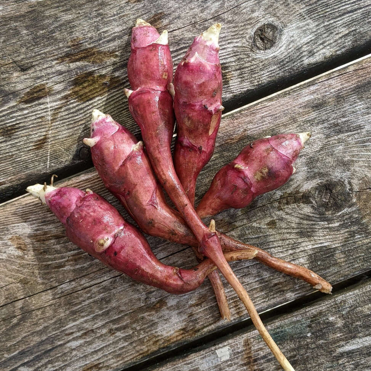 Red Sunchoke Varieties Seeds