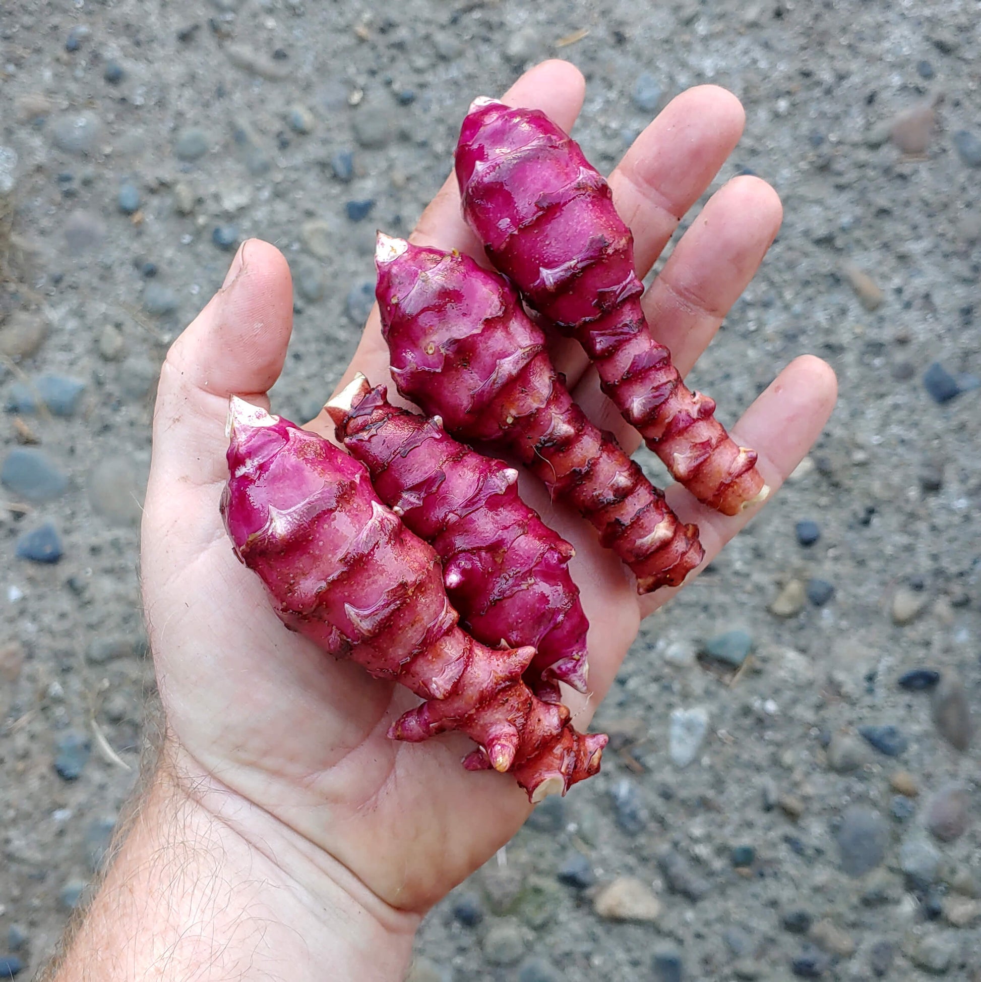 Red Sunchoke Varieties Seeds