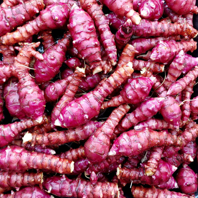 Red Sunchoke Varieties Seeds