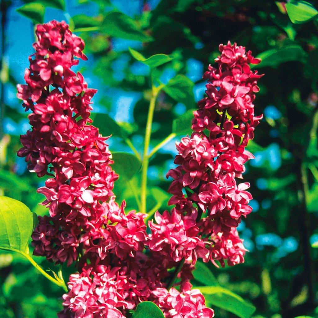 Red Syringa Vulgaris Lilac Seeds