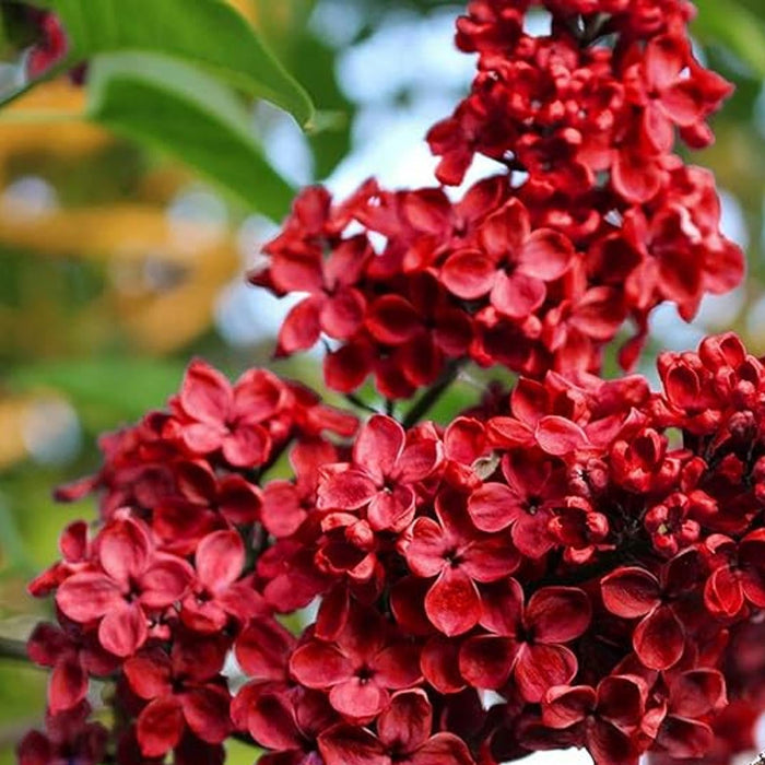 Red Syringa Vulgaris Lilac Seeds