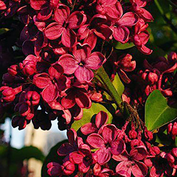 Red Syringa Vulgaris Lilac Seeds