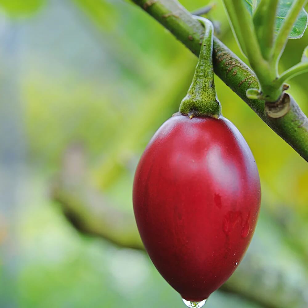 Red Tamarillo Seeds - Vegetable Plant