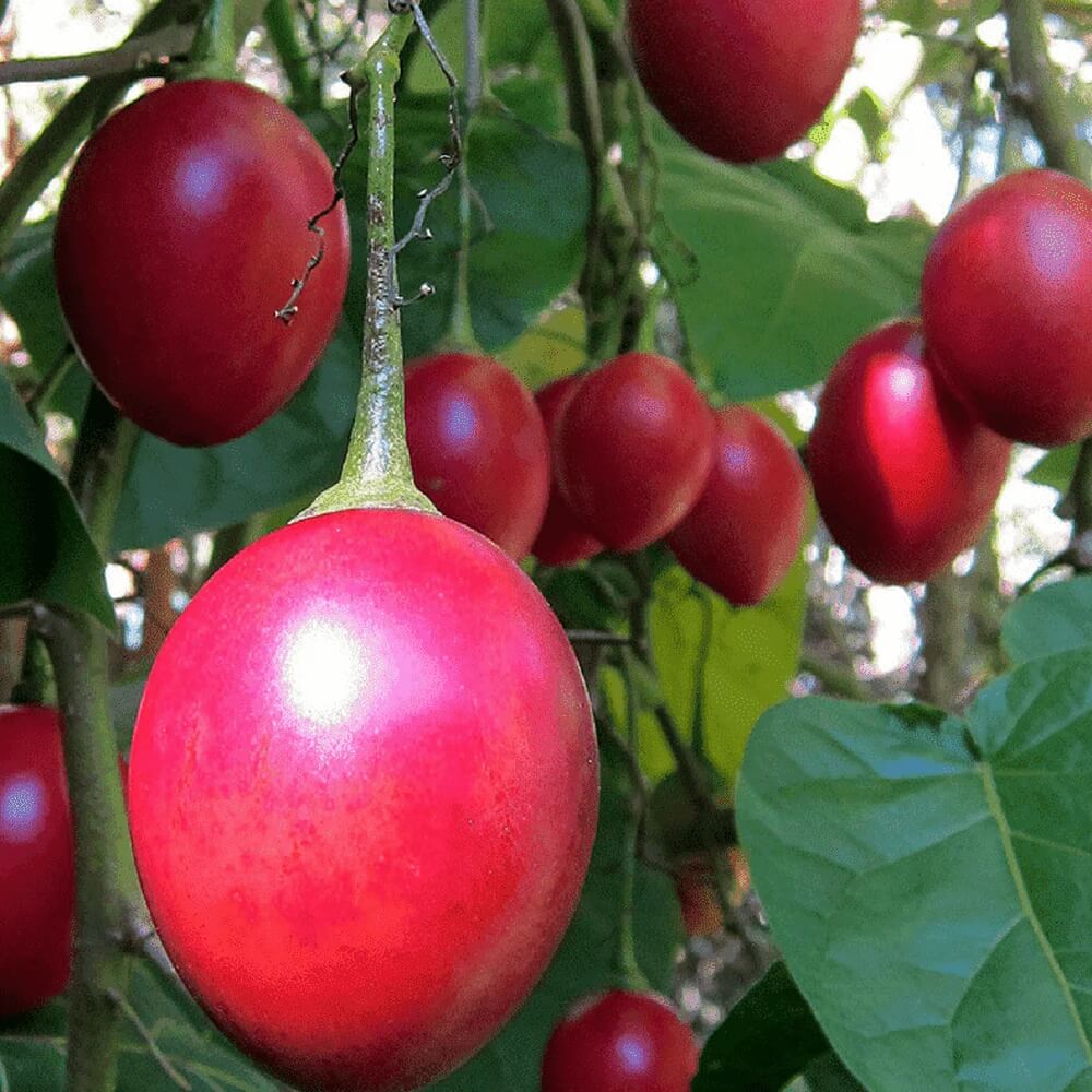 Red Tamarillo Seeds - Vegetable Plant