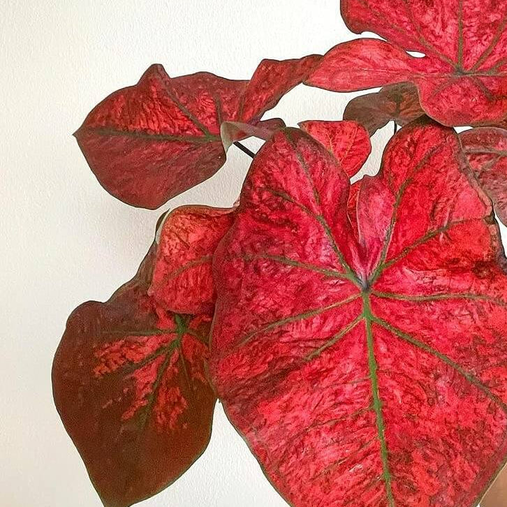 Red Thailand Caladium Seeds 