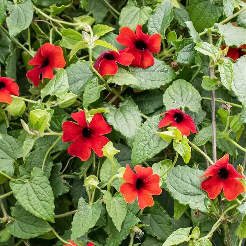 Red Thunbergia Alata Seeds 