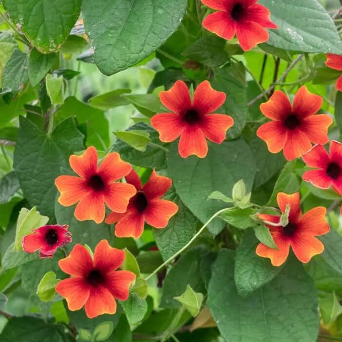 Red Thunbergia Alata Seeds 