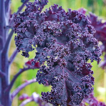 Red Veins Scarlet Kale Seeds