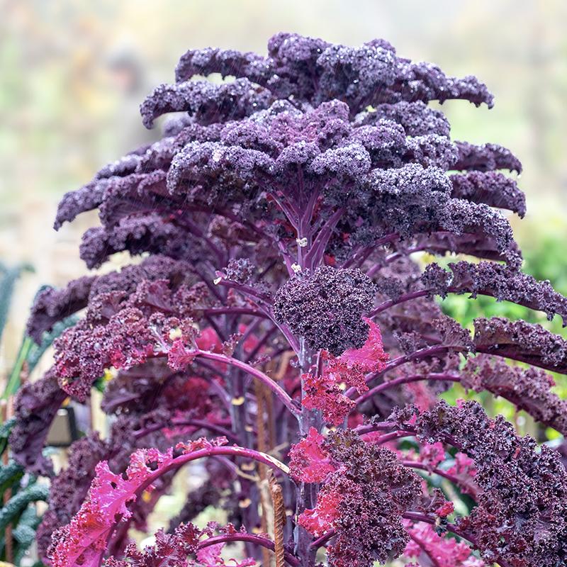 Red Veins Scarlet Kale Seeds