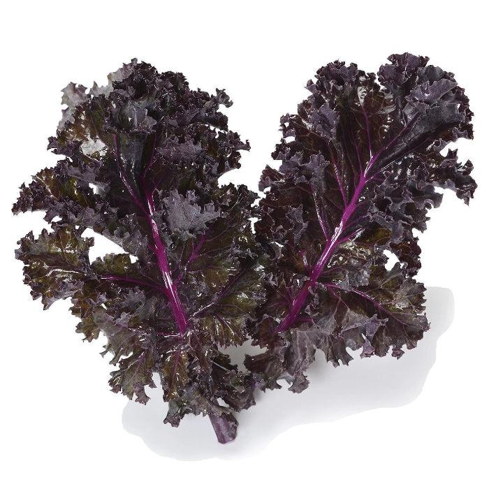 Red Veins Scarlet Kale Seeds