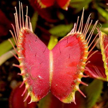 Red Venus Fly Trap Seeds - Flower Plant