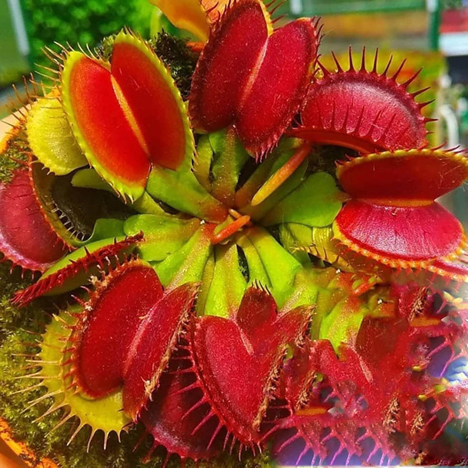 Red Venus Fly Trap Seeds - Flower Plant