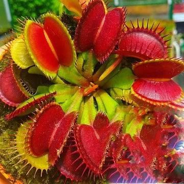 Red Venus Fly Trap Seeds - Flower Plant