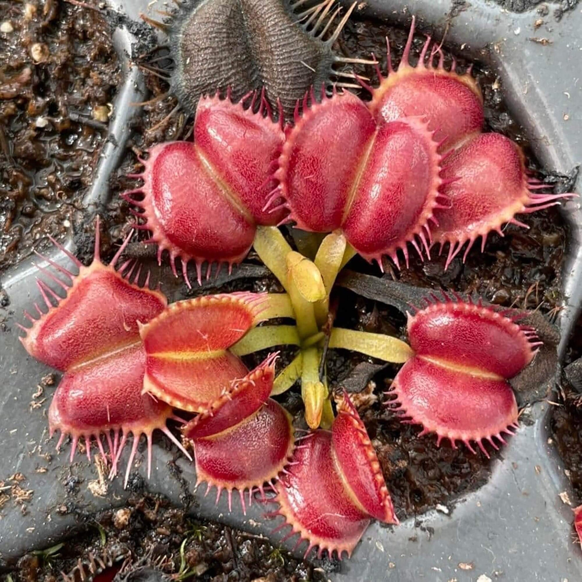 Red Venus Fly Trap Seeds - Flower Plant