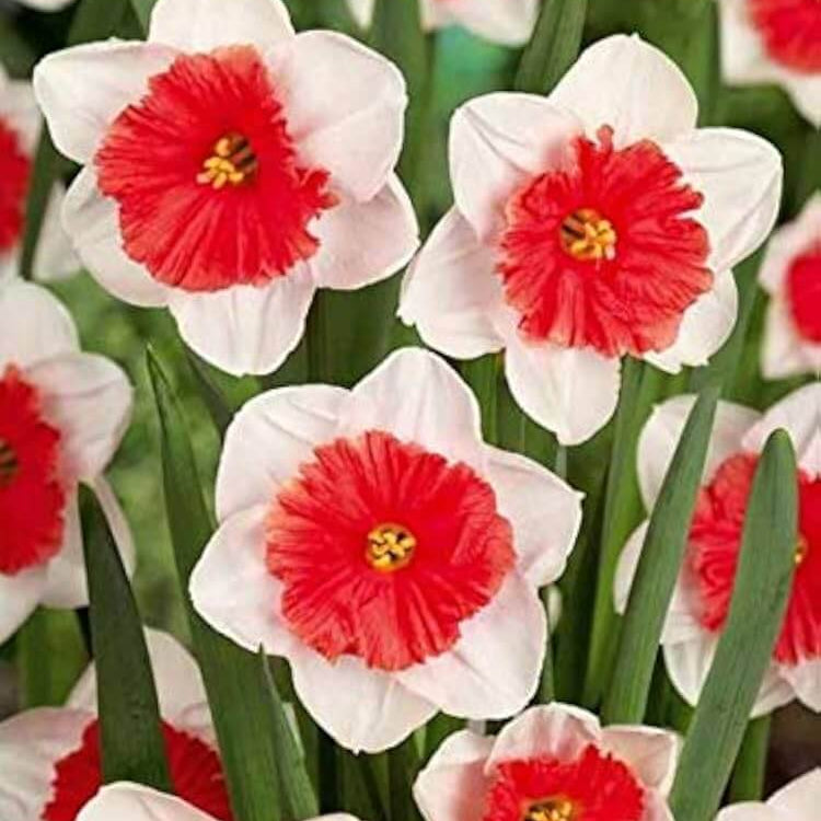 Red White Daffodil Seeds